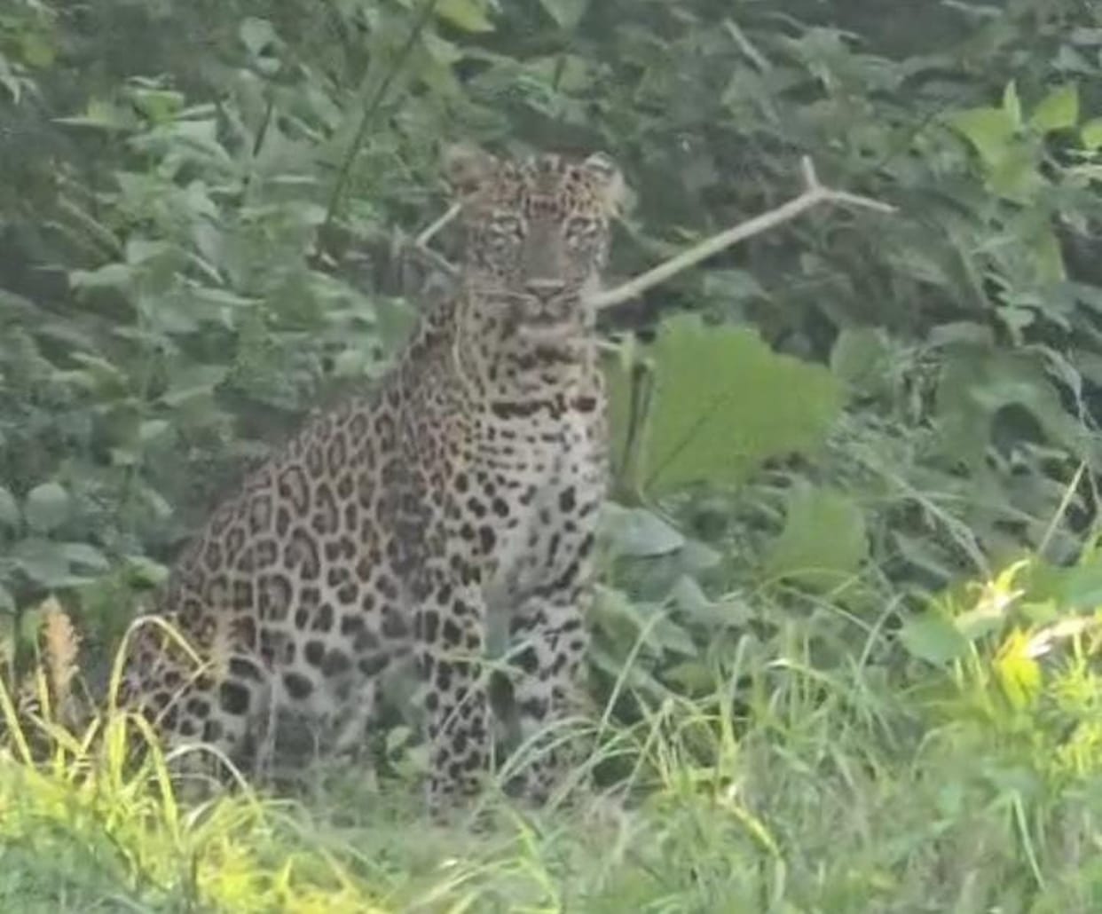 A leopard stood its ground before the police team... it didn't move when the horn was honked, forcing them to change their route