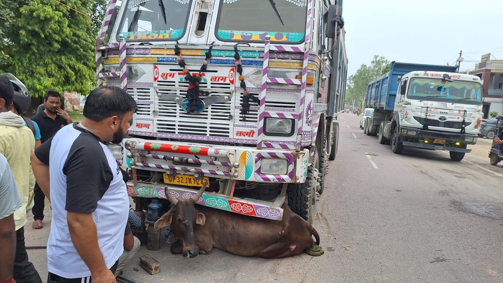 Cattle injured after being hit by a dumper; rescued with the help of a Hydra crane.