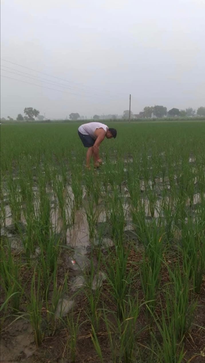 Farmers are worried due to decreasing rainfall, the lowest rainfall in 5 years.