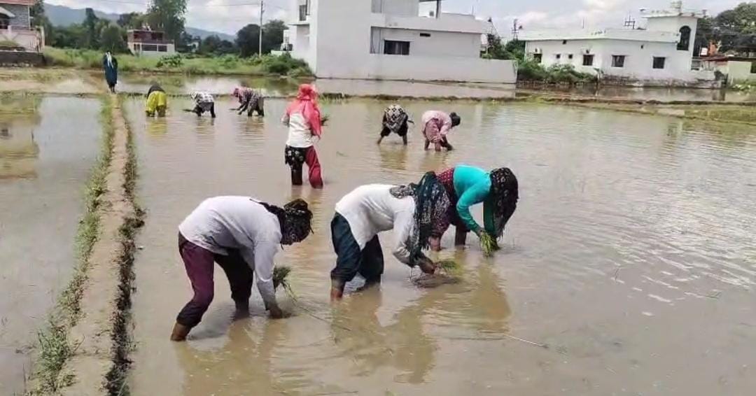 पिछले वर्ष के सफल ट्रायल के बाद 2.2 दून बासमती की रोपाई दोबारा शुरू: सूचना विभाग