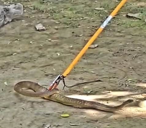 A snack being catched by catcher