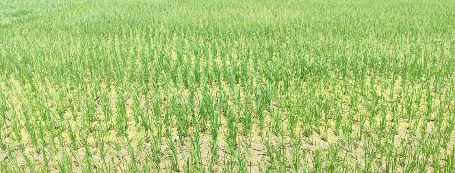 धान के खेत में पड़ने लगी दरार। 