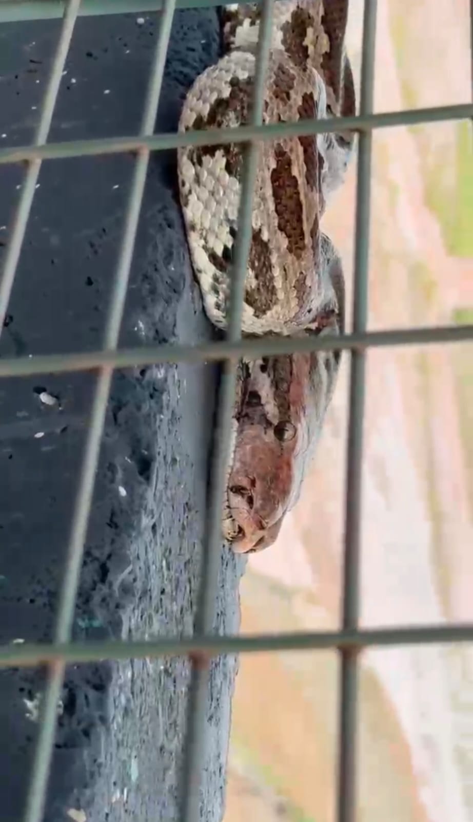Huge python spotted on the new bridge in Sector-24.