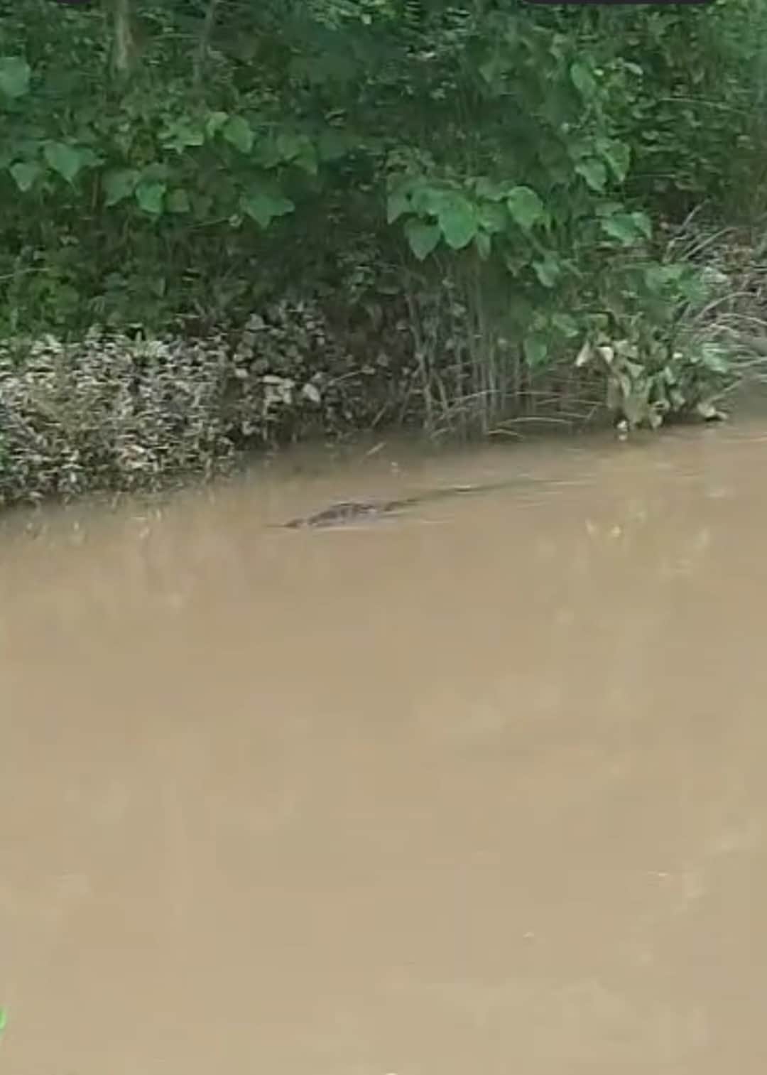Two crocodiles spotted in the Jharhi River.