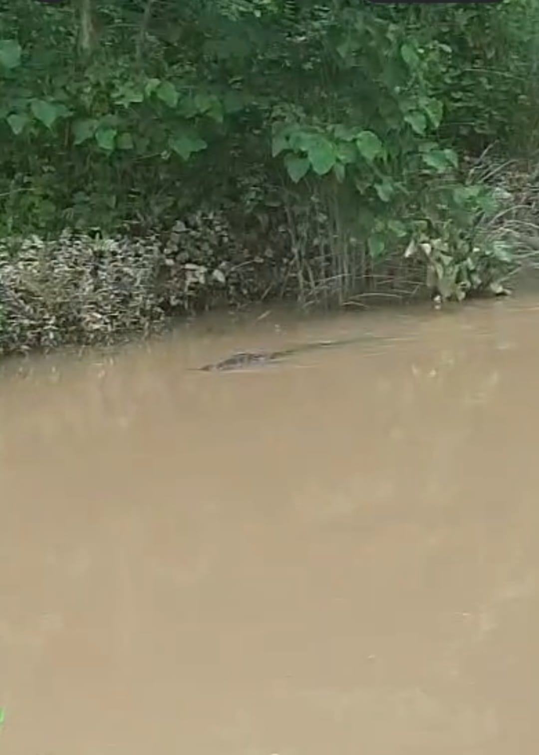 Two crocodiles spotted in the Jharhi River.