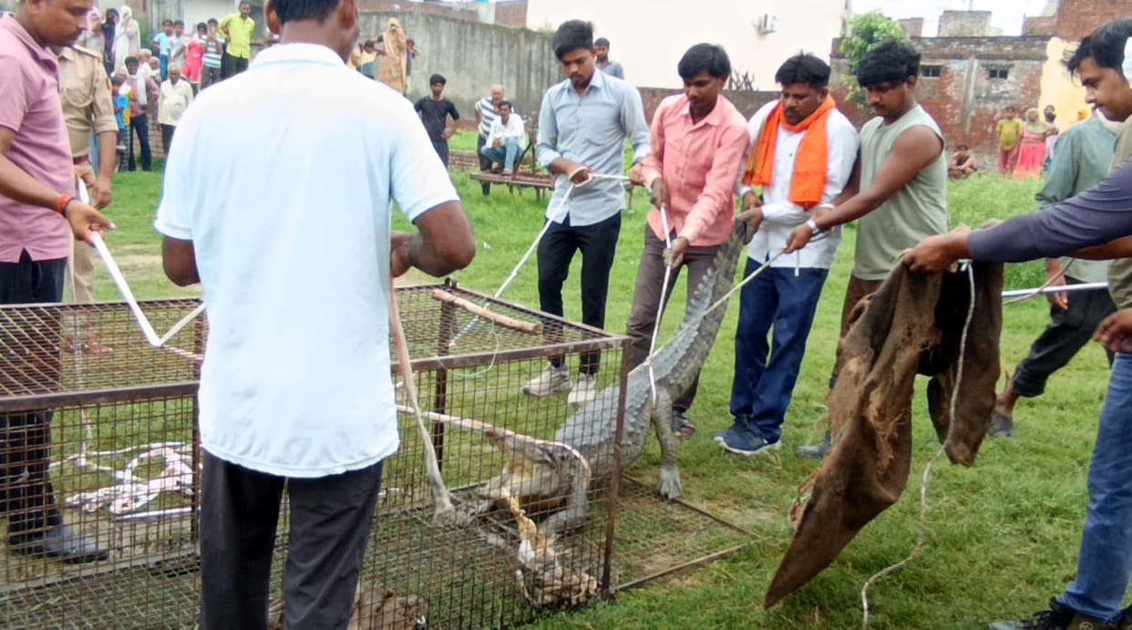 Crocodile caught in Lalgadhi village; residents heave a sigh of relief.