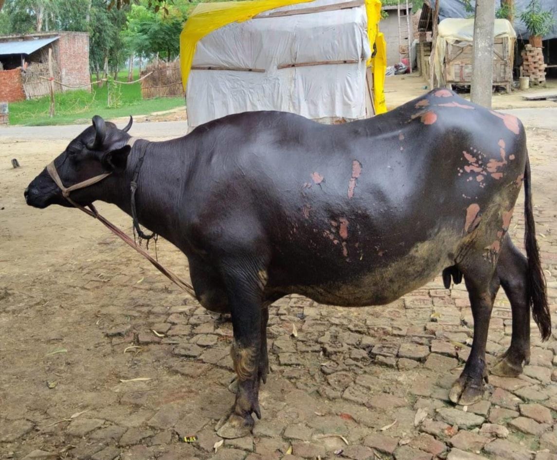 कुम्हारनपुरवा गांव में ट्रांसफार्मर जलने से झुलसी भैंस।-
