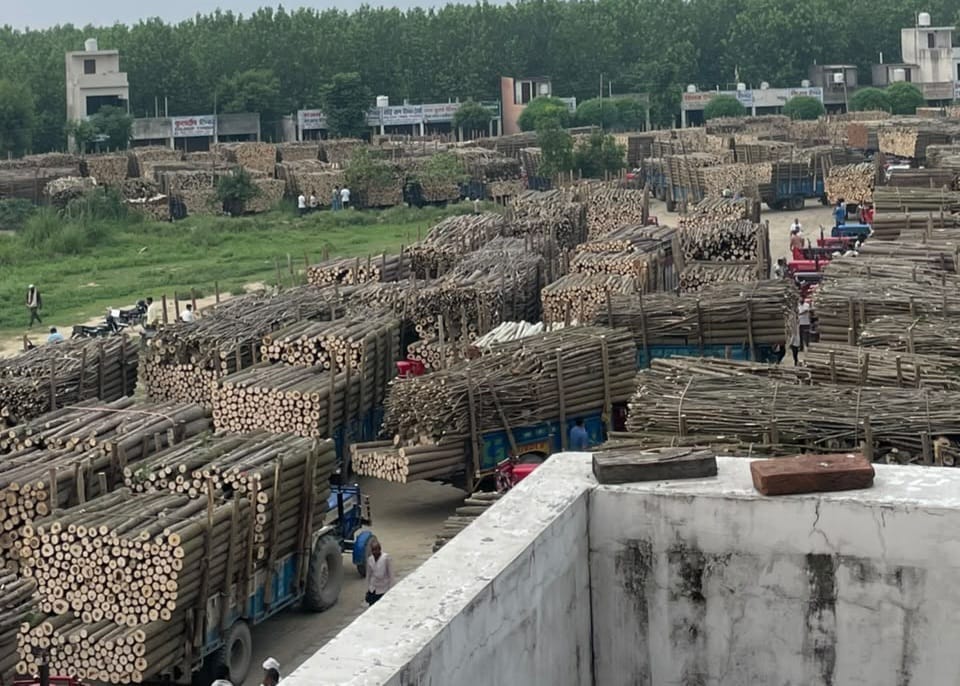 Yamuna Nagar News: आवक बढ़ने से पॉपुलर की लकड़ी 300 रुपये प्रति क्विंटल हुई सस्ती