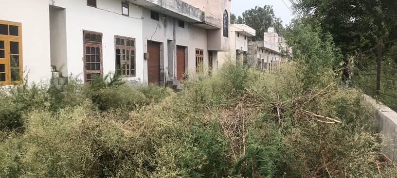 The road behind the shops at the expanded grain market has turned into a jungle.