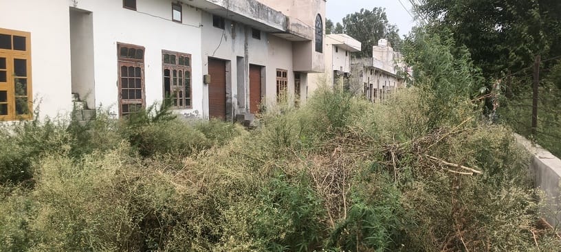 28 ढांड 01 विस्तार अनाज मंडी की दुकानों के पीछे सड़क पर उगी कांग्रेसी घास, भांग एवं अन्य जंगली 