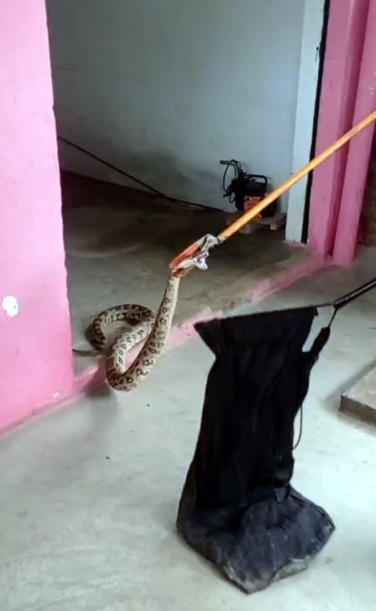 Python hiding in a household drum; woman screams in shock.