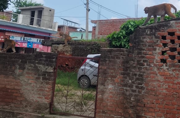 Roofs deserted due to fear of monkeys, childhood confined to homes