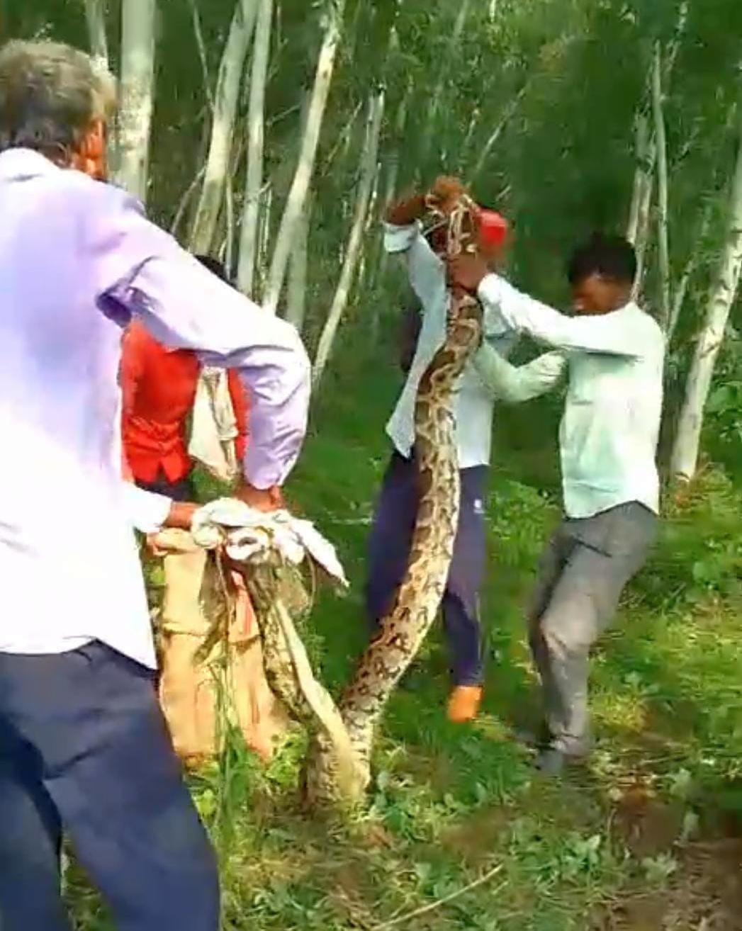 फूलपुर गांव में अजगर को पकड़कर सुरक्षित स्थान पर छोड़ते वनकर्मी। संवाद