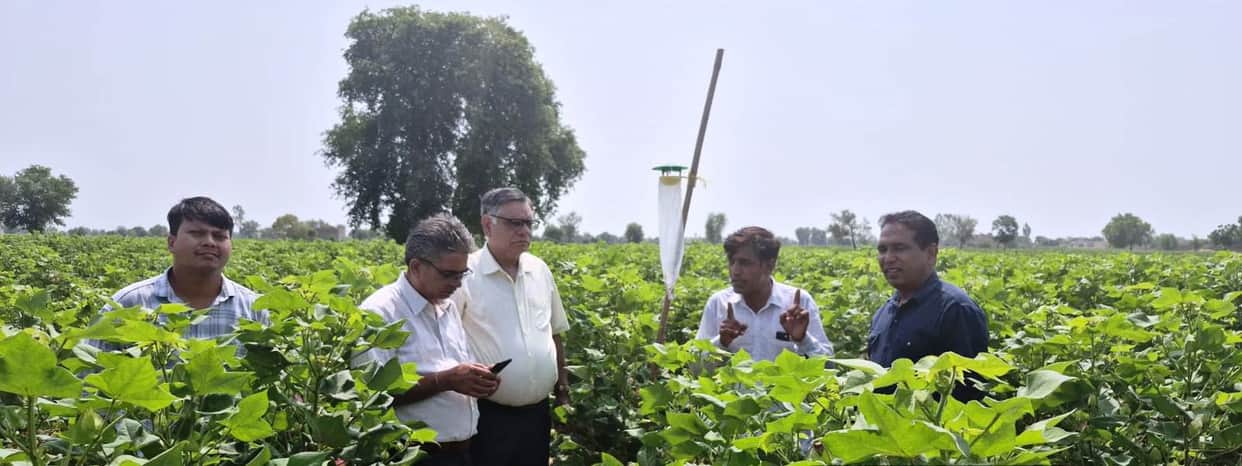 kapas crop survey