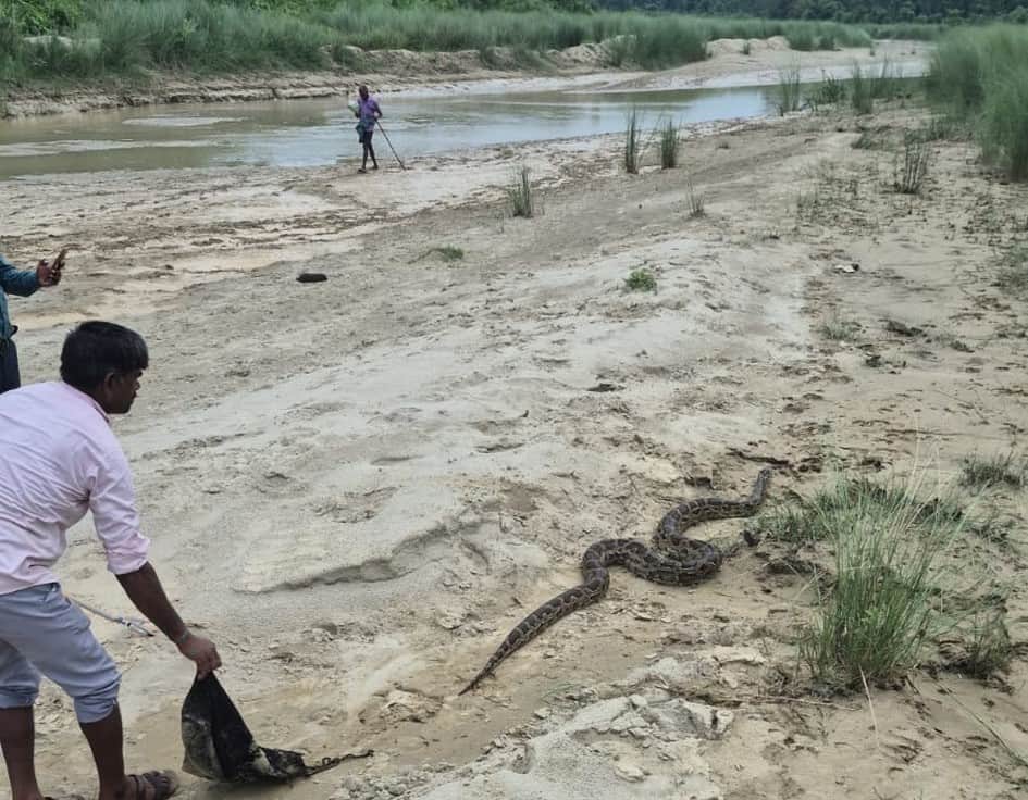 Python camped under the bridge for a year rescued