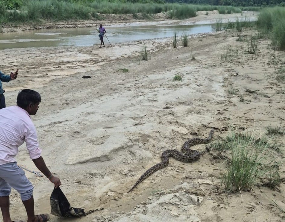 Python camped under the bridge for a year rescued