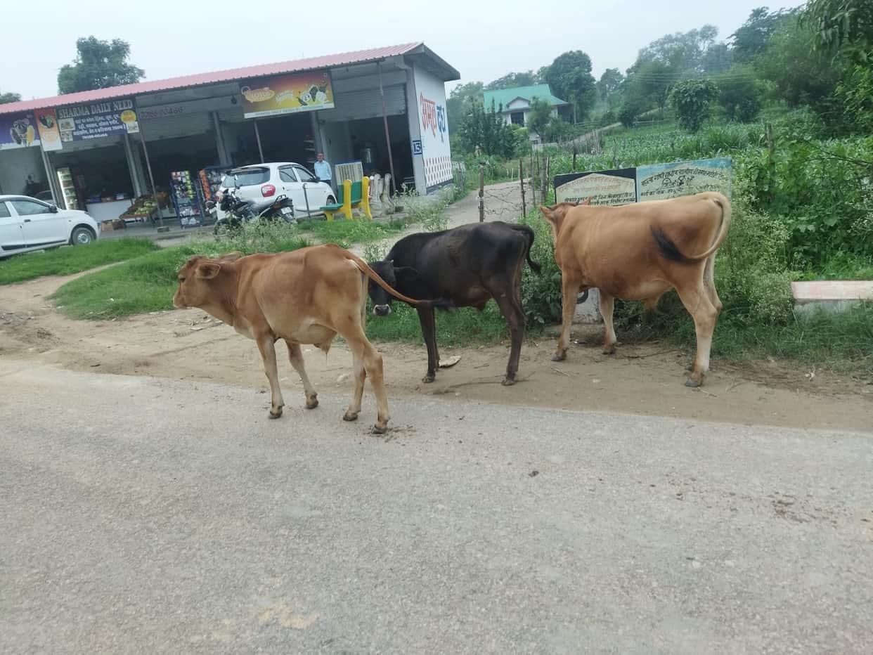 Bulls being released into Kallar forest, villagers angry