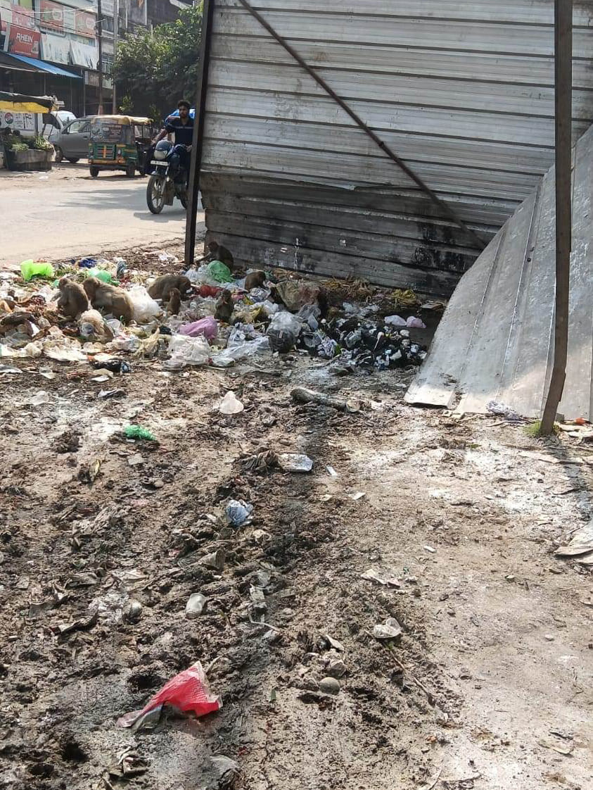 गढ़ में करंट से बंदर की मौत के बाद पास में बैठे बंदर। स्रोत सोशल मीडिया