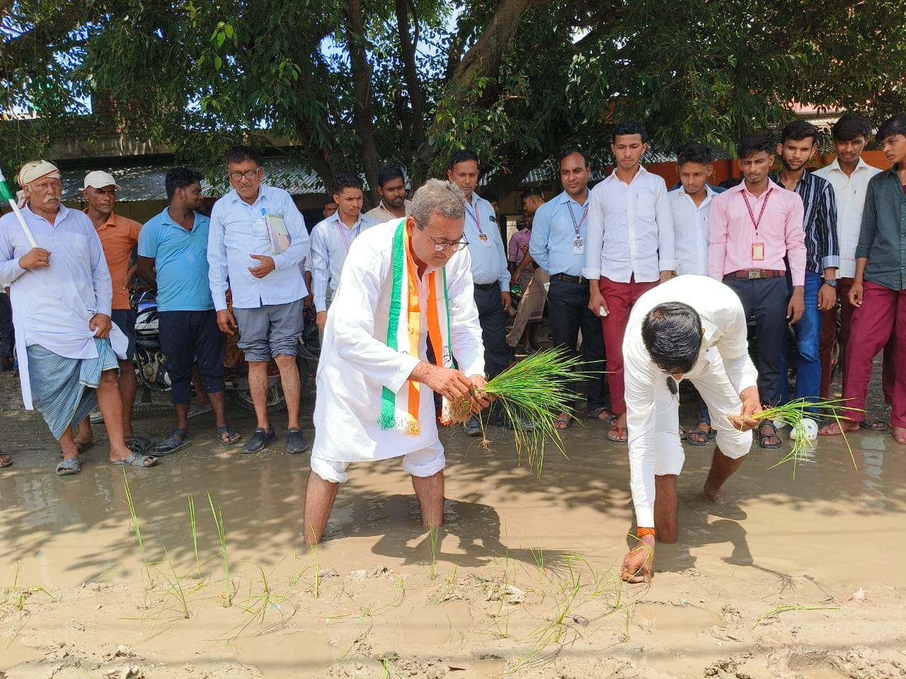 हजरतपुर गाड़िया रंगीन मार्ग पर धान की रोपाई कर विरोध जताते कांग्रेस जिलाध्यक्ष। स्रोत कांग्रेस