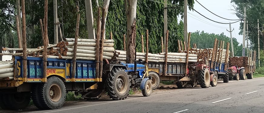 Timber markets to remain closed for 13 days; plywood production to decline
