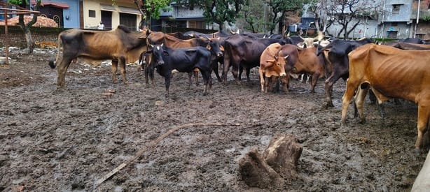 Cow devotees outraged upon seeing the condition of cows in the cowshed.