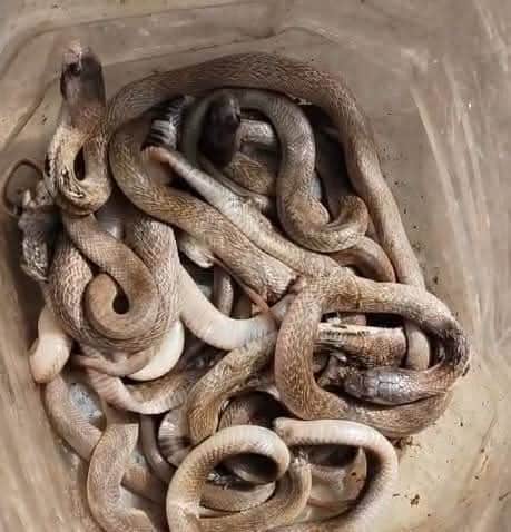 Siddharthnagar News: Multiple snakes found in the house; family in a state of panic