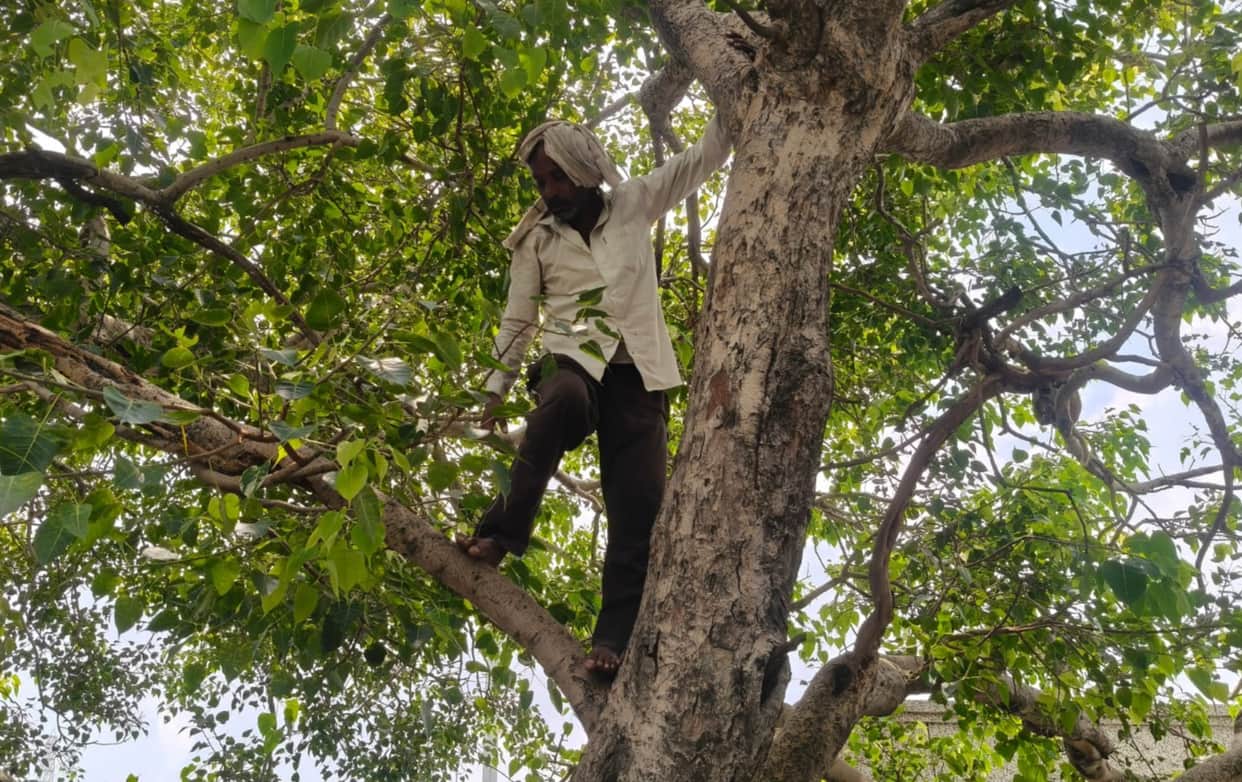 Farmer climbs tree in tehsil complex over inheritance issue.