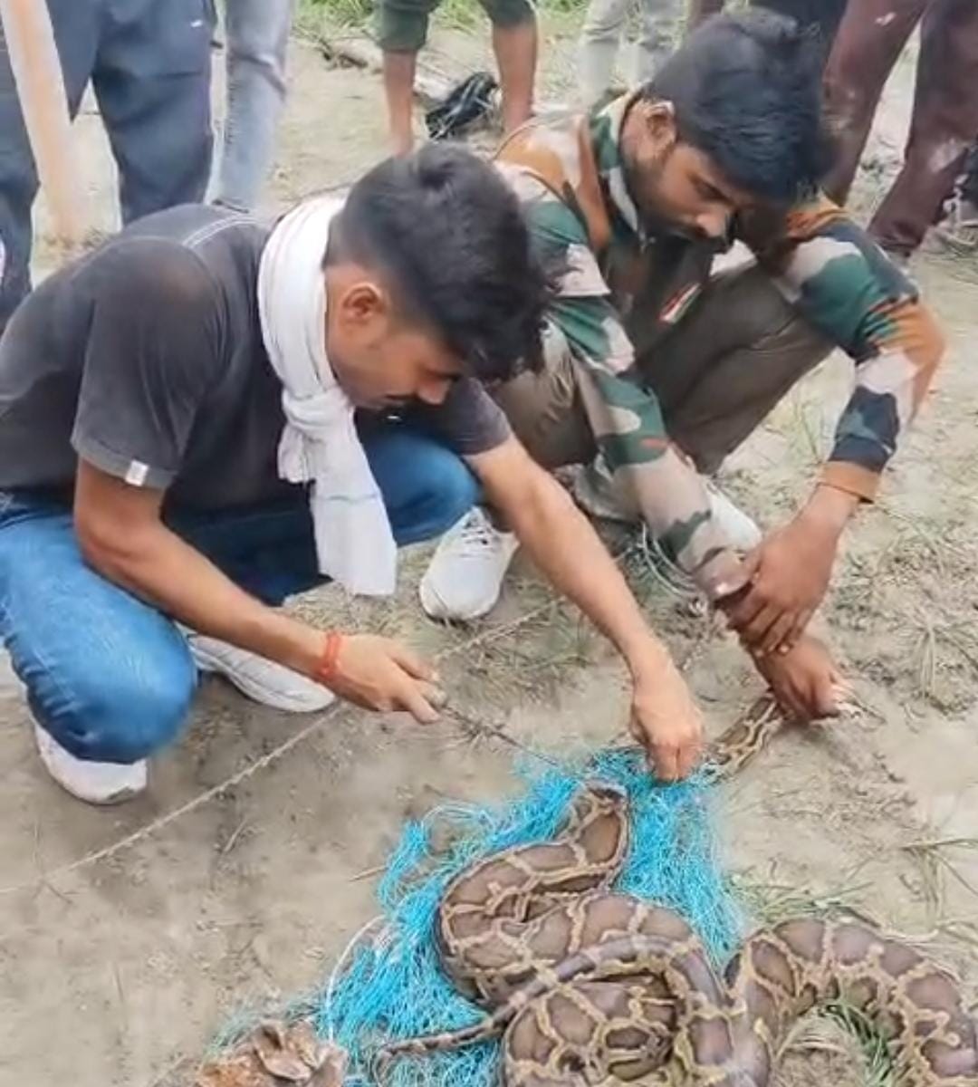 10-foot-long python found caught in a net in the field.
