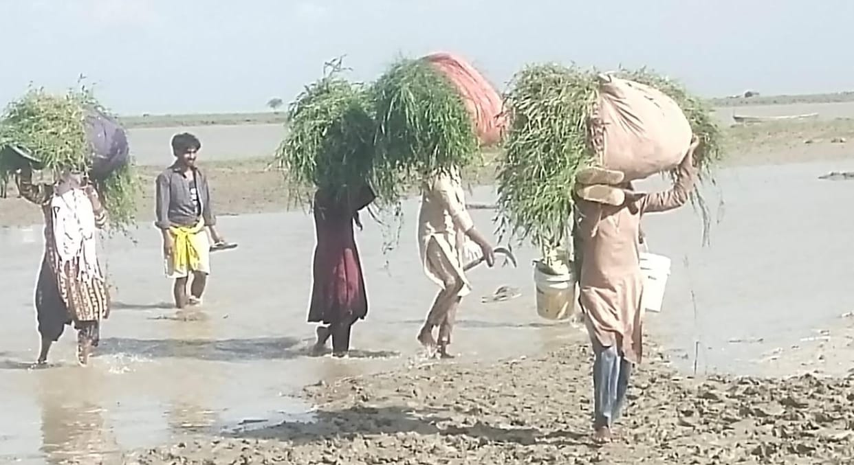 As the water receded, they set about arranging for fodder and fuel.