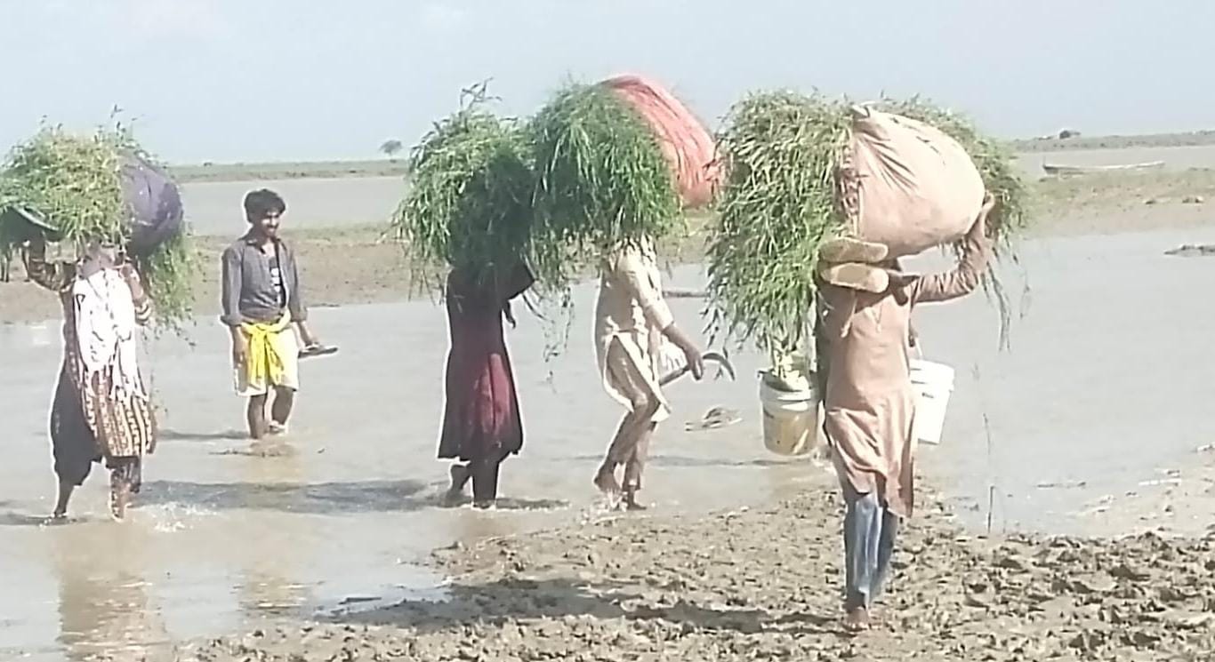 रेउसा इलाके में घास लेकर जाते ग्रामीण।   -संवाद