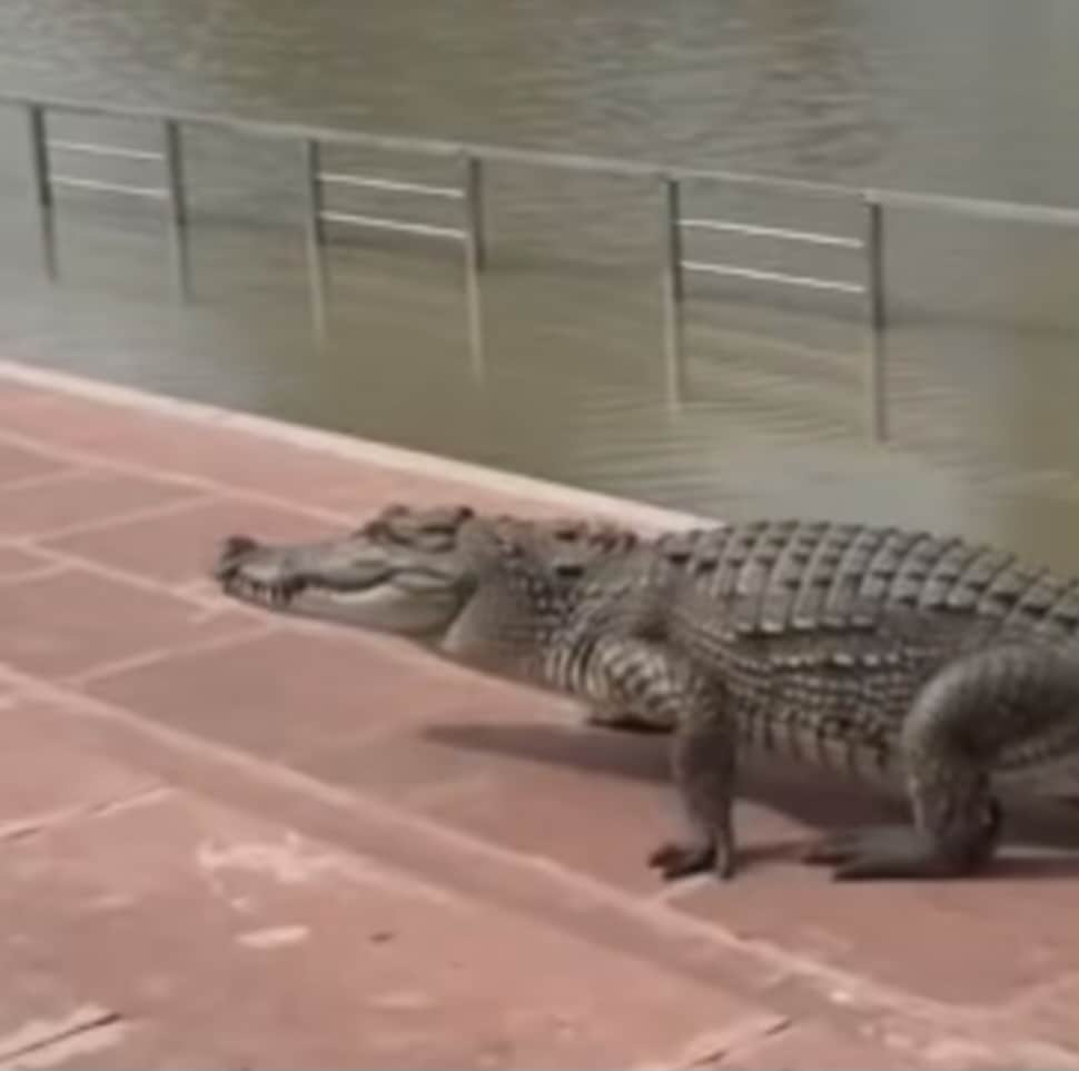 After emerging from the canal, they were frolicking on the steps and the tracks