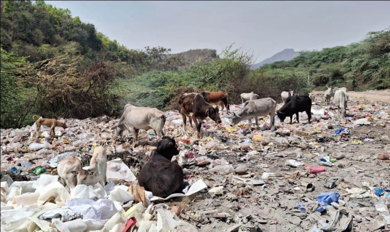 अनपरा नगर पंचायत के मालवीय नगर में खुले में फेंका गया कूड़ा और वहां खड़ी गायें। संवाद