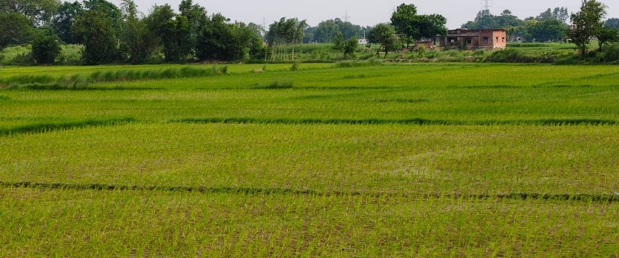 The app will show which crop has been planted in which area, and there will be an e-survey of 1.5 million plots