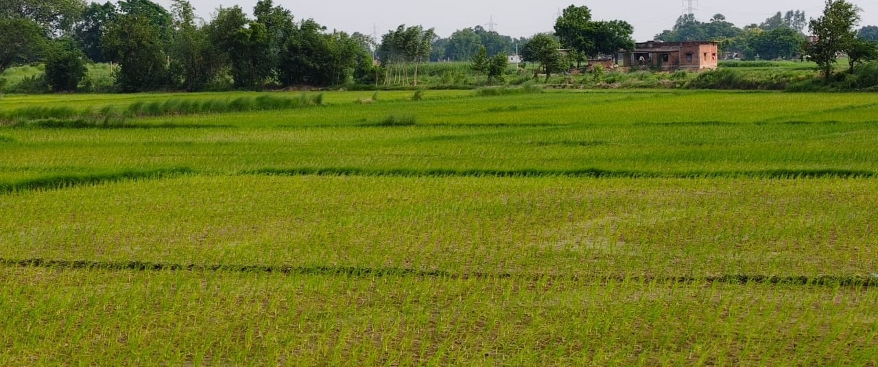 बरदह में खेत में लगी धान की फसल। संवाद