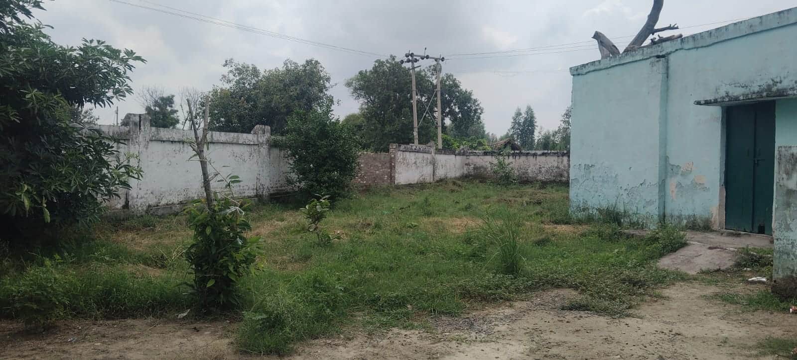 फोटो-10 प्राथमिक विद्यालय बांसखेड़ा में परिसर में खड़ी घास। संवाद