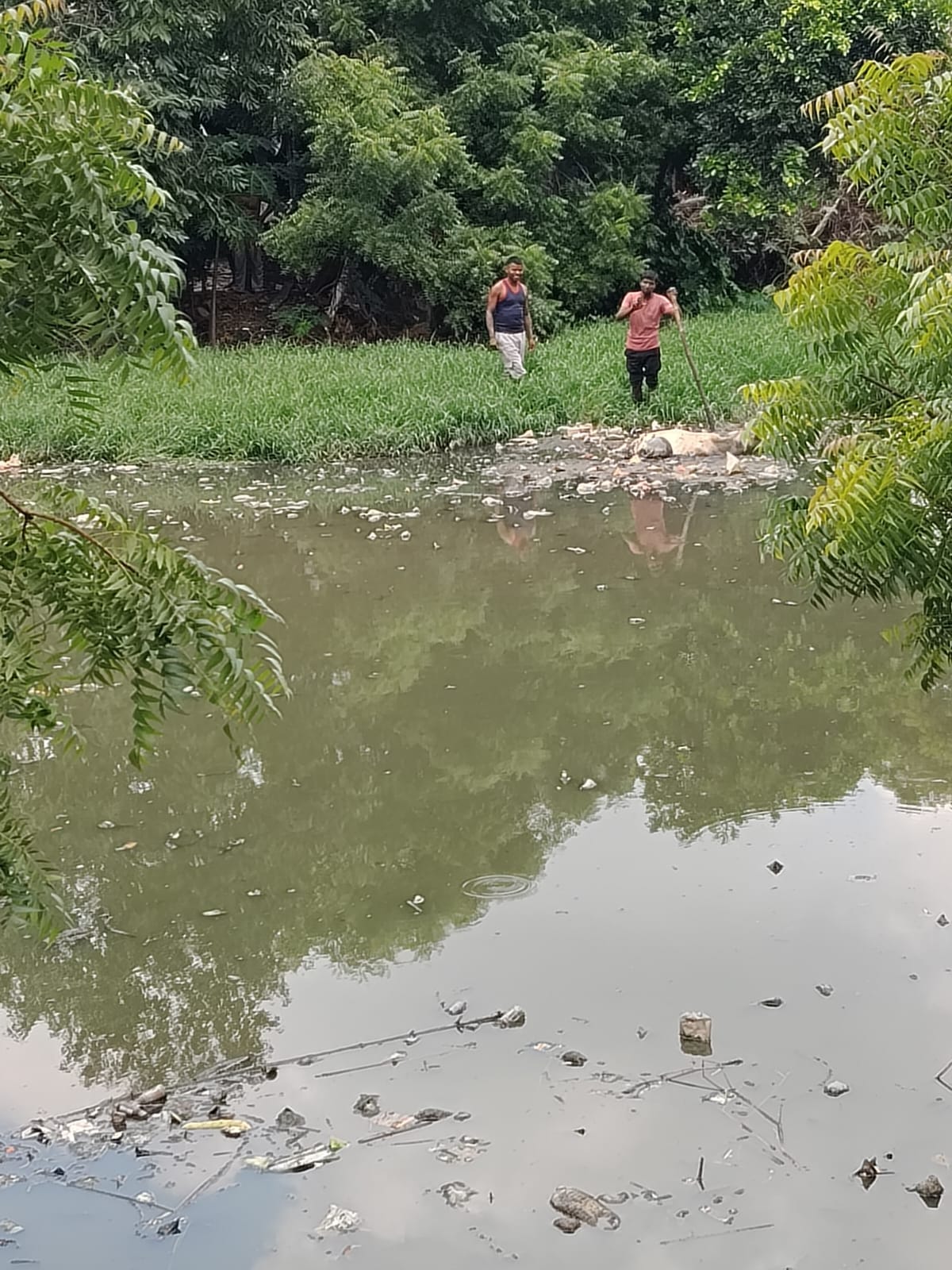 Three cattle trapped in the swamp of the pond