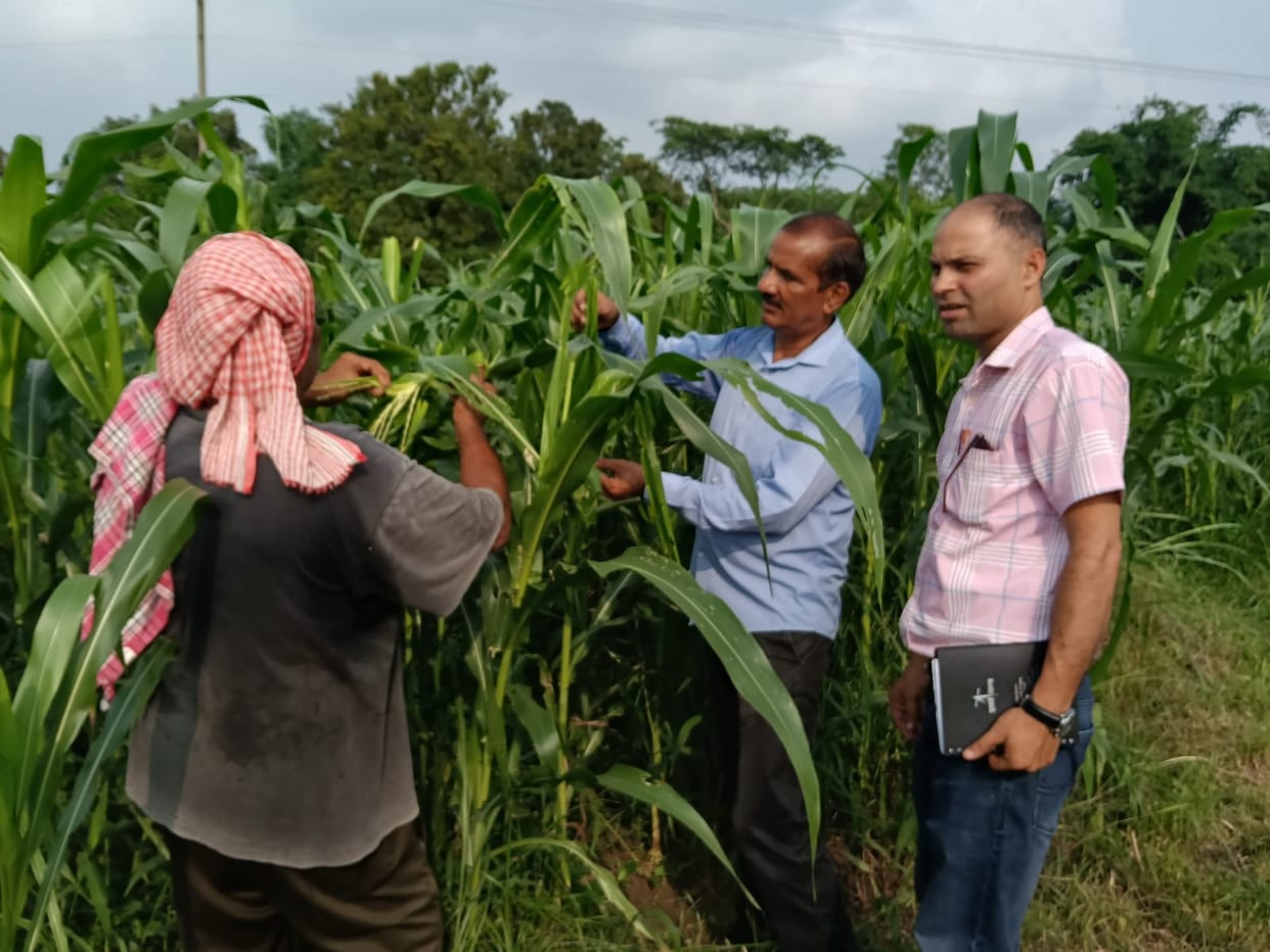 Inspected the maize crop in Nadaun and provided information about the Fall Armyworm.