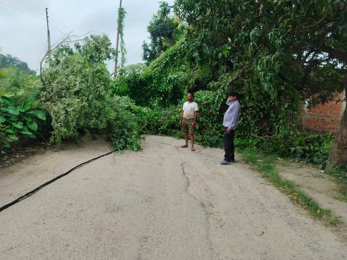 कोरौली माइनर से अहिरानी जाने वाला मार्ग पर हरिपरा स्थित जियो टावर के पास गिरा शीशम का पेड़।संवा