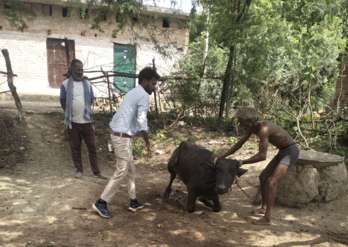 खैराडा में मवेशी को टीका लगाते कर्मचारी। संवाद