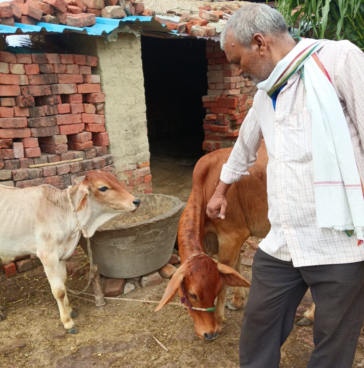 Foot-and-mouth disease vaccines administered to 2,000 animals.