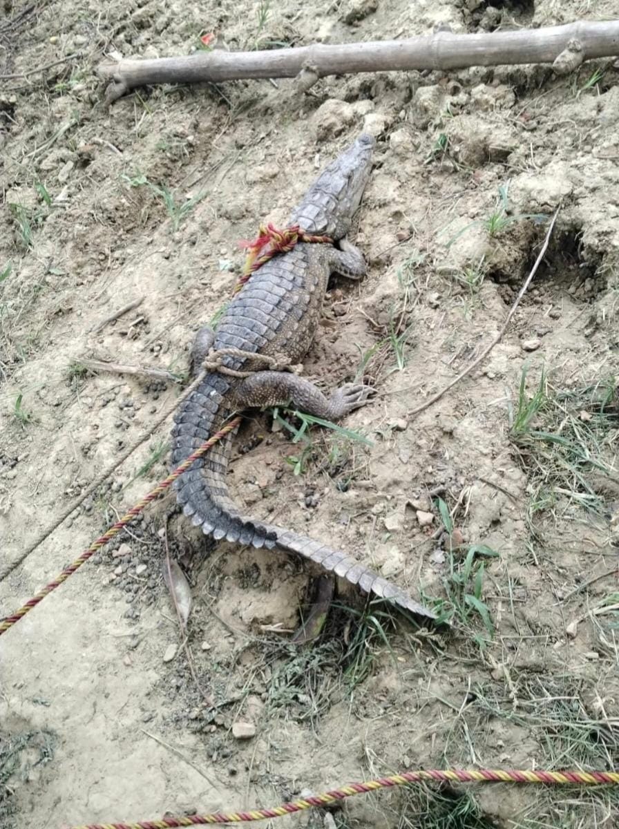 Crocodile spotted in Deoria branch canal; rescue team arrives.