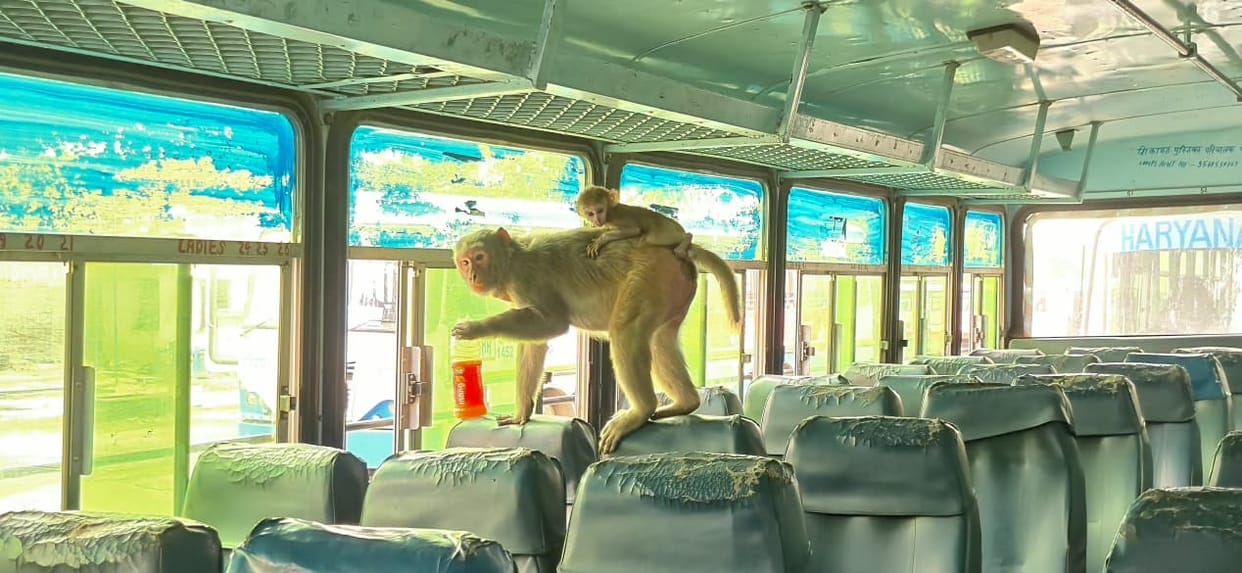 Monkeys rampage in the city, not just in homes but now they are entering roadways buses too