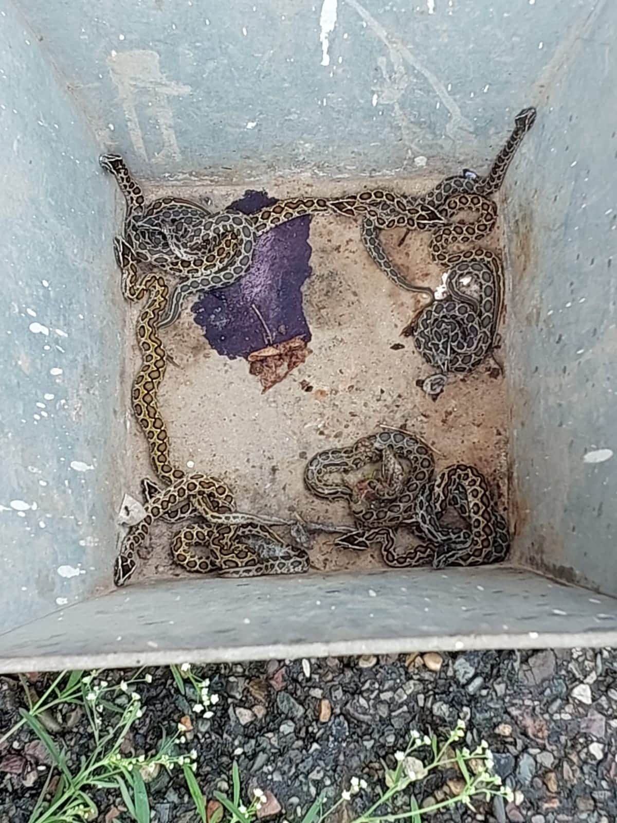 A family of Russell's vipers spotted on the Dharamshala college campus.