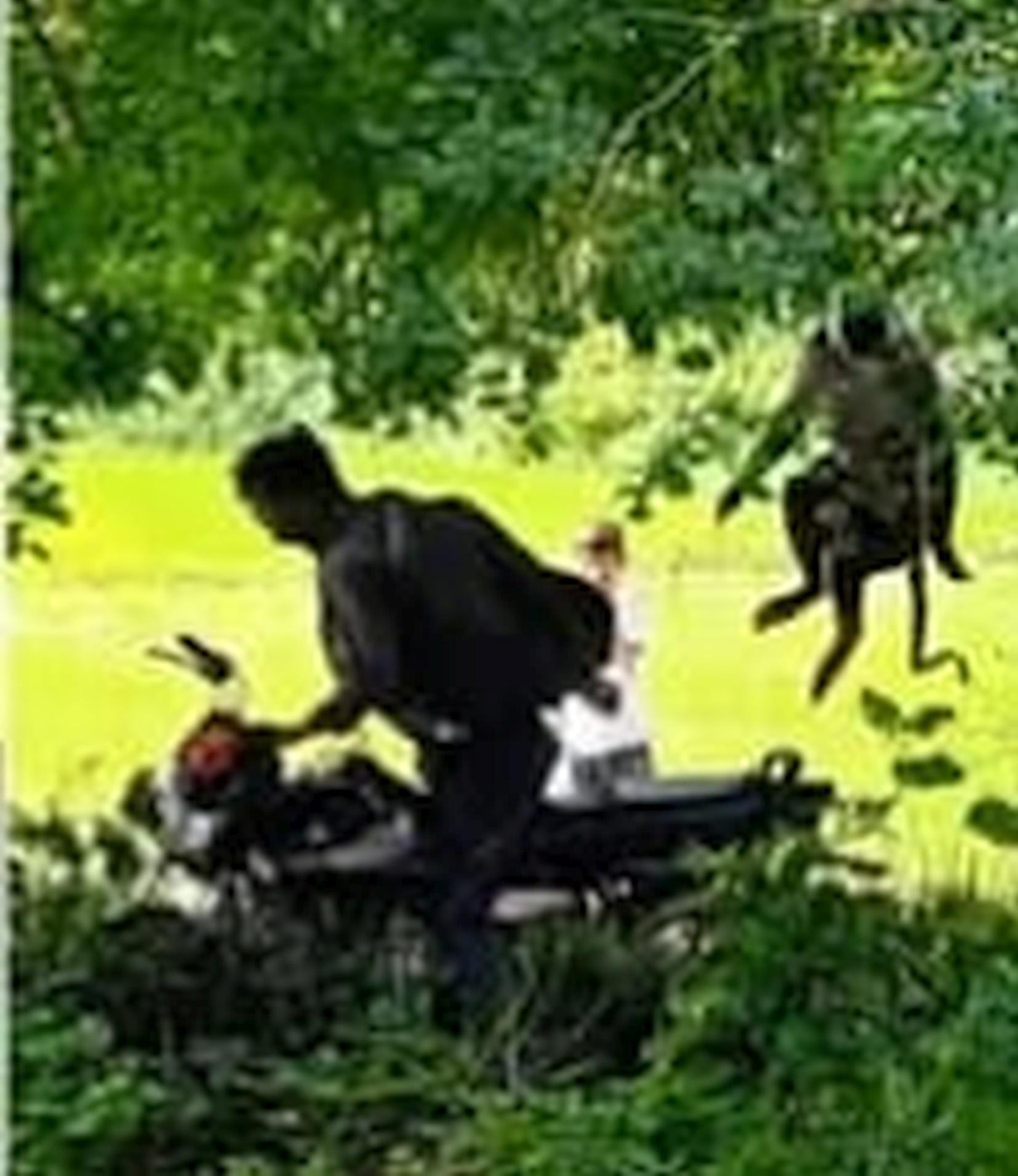 रिसिया के भैसाही गांव में बाइक सवार पर हमला करता लंगूर।