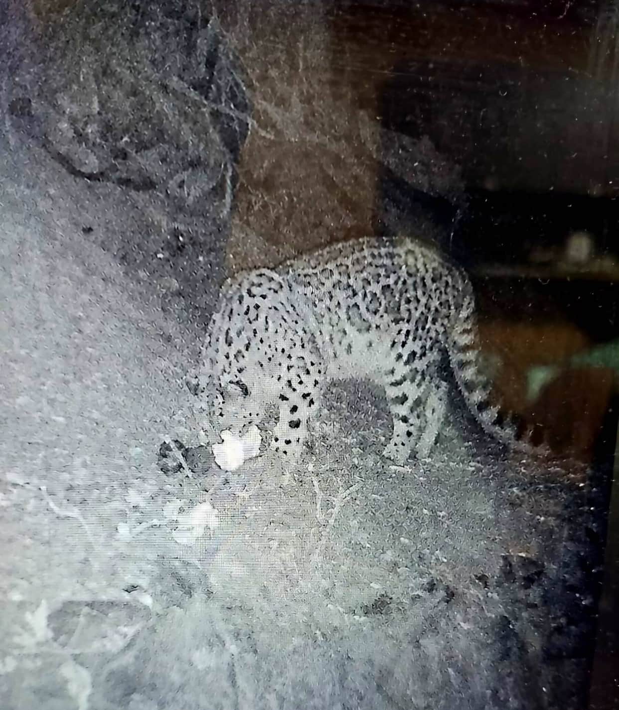 Snow leopard spotted for the first time in Dhauladhar Sanctuary.