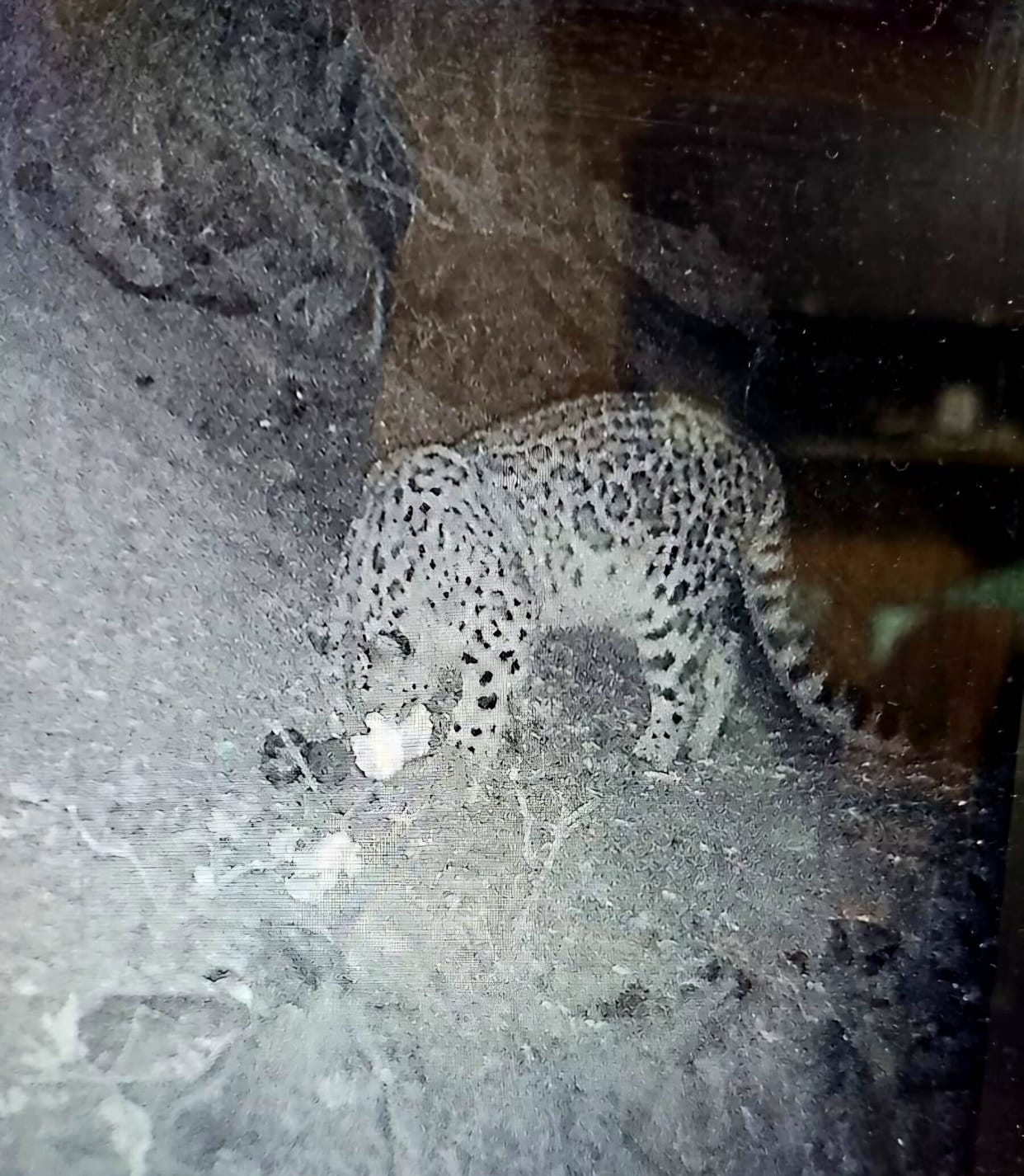 Snow leopard spotted for the first time in Dhauladhar Sanctuary.