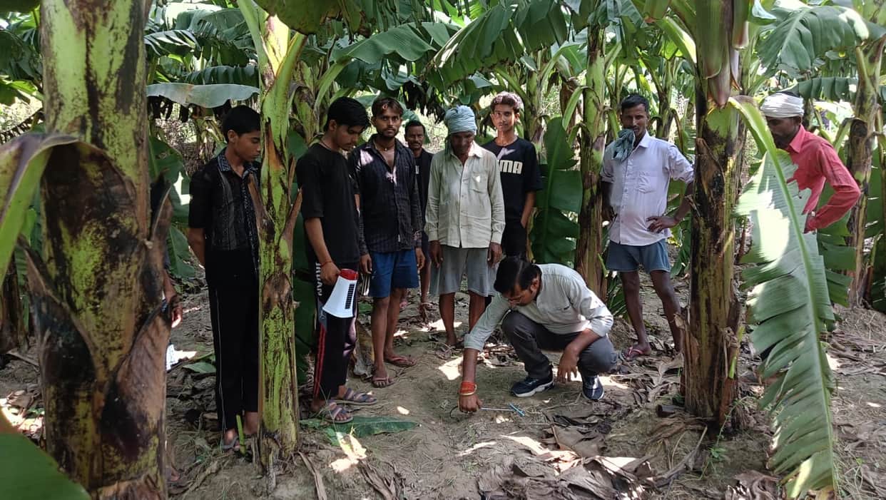 A tigress was spotted with cubs in a banana field, causing panic in the village