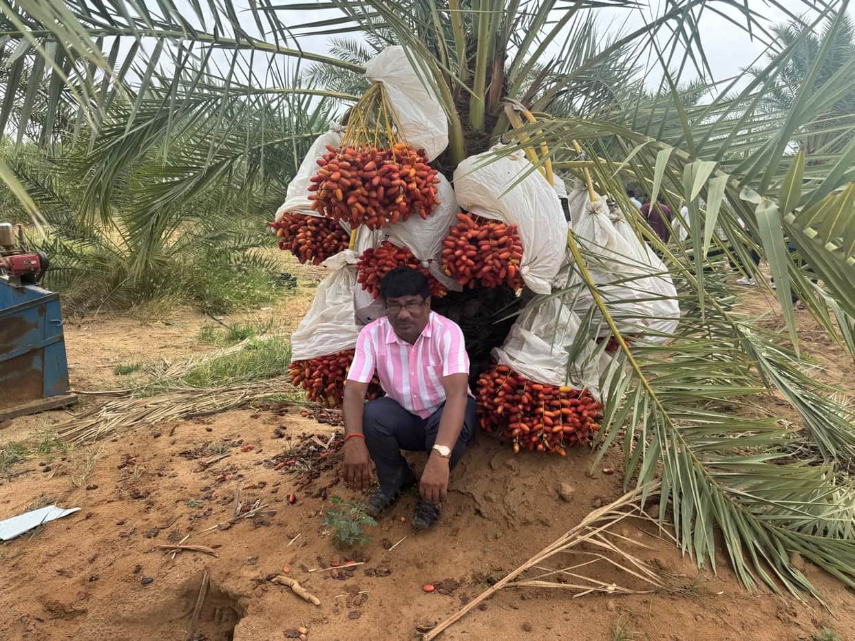 Now dates will flourish in the fields of Mirzapur, expecting an annual income of 1.6 million from the fifth year