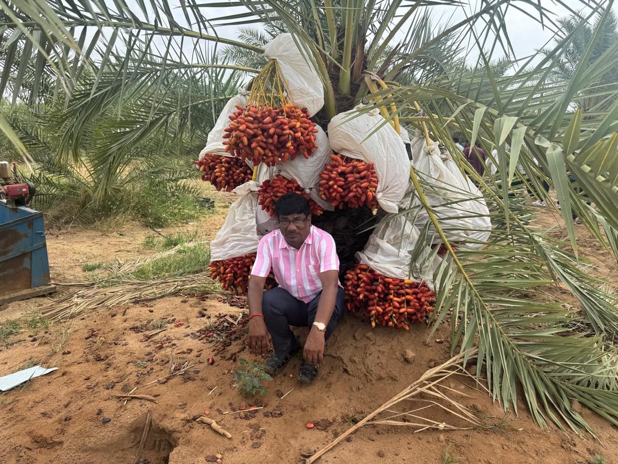 Now dates will flourish in the fields of Mirzapur, expecting an annual income of 1.6 million from the fifth year