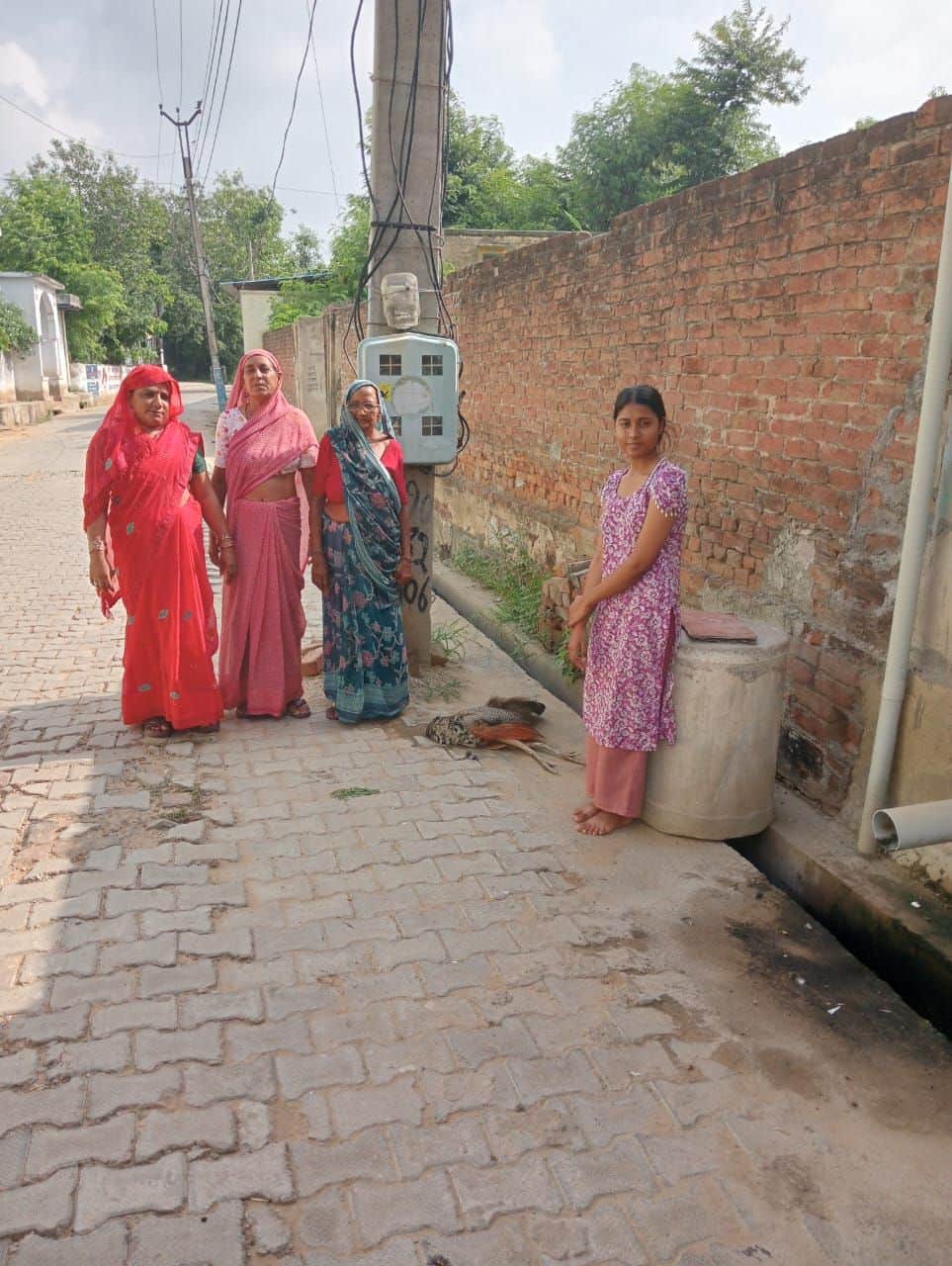 Peacocks die due to bare wires in Mandi Ateli, villagers angry